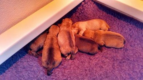 Photo: GCH Brenndarcy Borgen new dad again!! My Ch K.K.Cool Spirit is mom. 6 pups, 3 boys 3 girls!!!